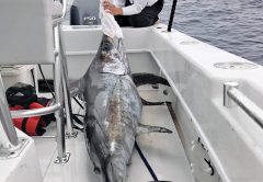 Sarah with a nice swordfish caught with New Lattitude Swordfishing.