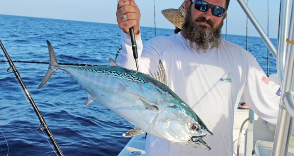 Shawn McCarty beat up on this bonito after it ate his live sardine.
