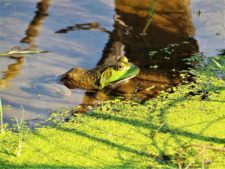 frogs live bait