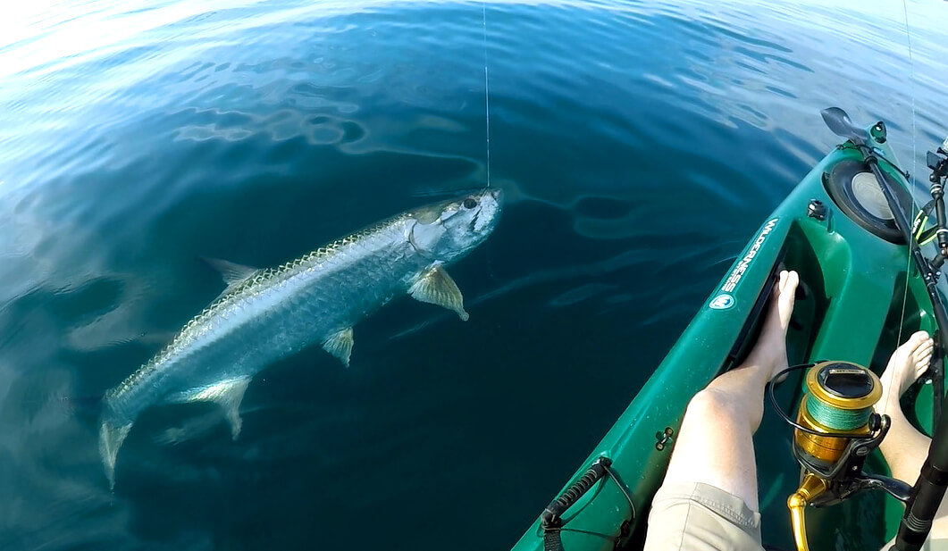 Giant Tarpon I Caught While Kayaking Off The Melbourne Beach FL