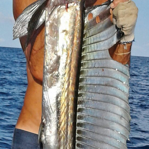 Capt. Dave of Fishing Headquarters with a rare Lancet fish on a deep sea fishing trip.