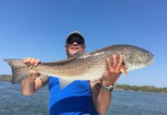 Banana river redfish can be found near mangroves around the 1000 island area.