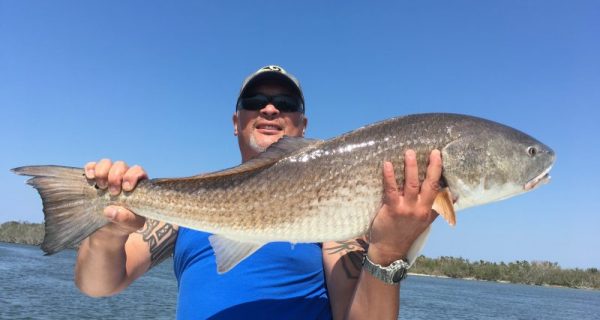 Banana river redfish can be found near mangroves around the 1000 island area.