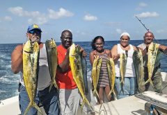 Nice dolphin catch on a sportfishing charter aboard the New Lattitude.