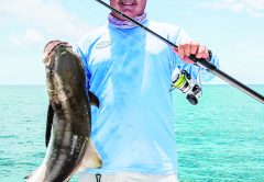 Cobia are another species that may be found during the mullet run this month.