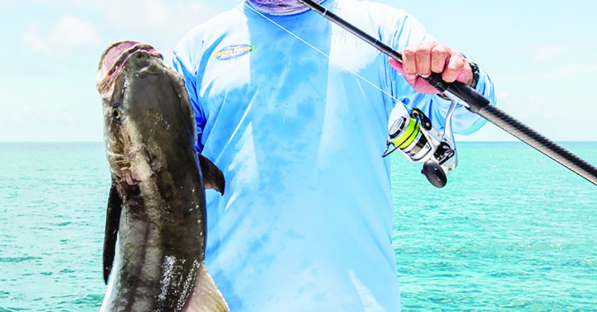 Cobia are another species that may be found during the mullet run this month.