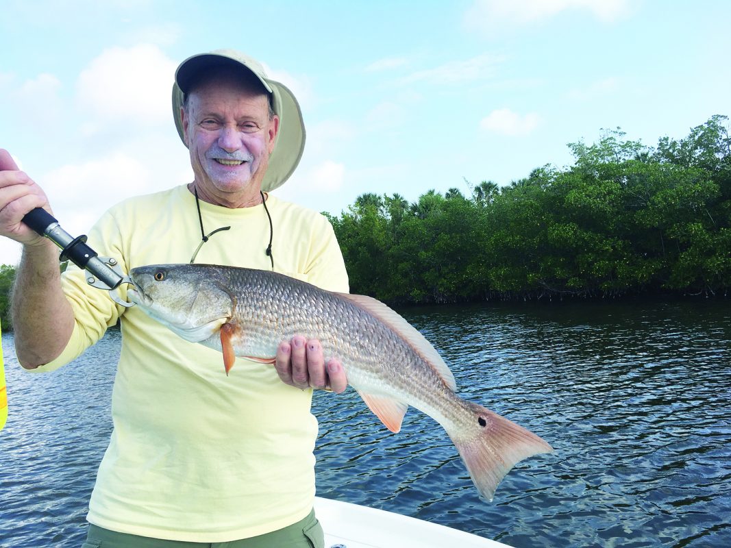 Redfish are one of the species angles can expect to catch when fishing near mangroves this month.