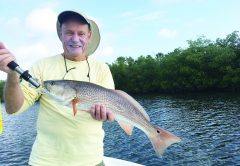 Redfish are one of the species angles can expect to catch when fishing near mangroves this month.