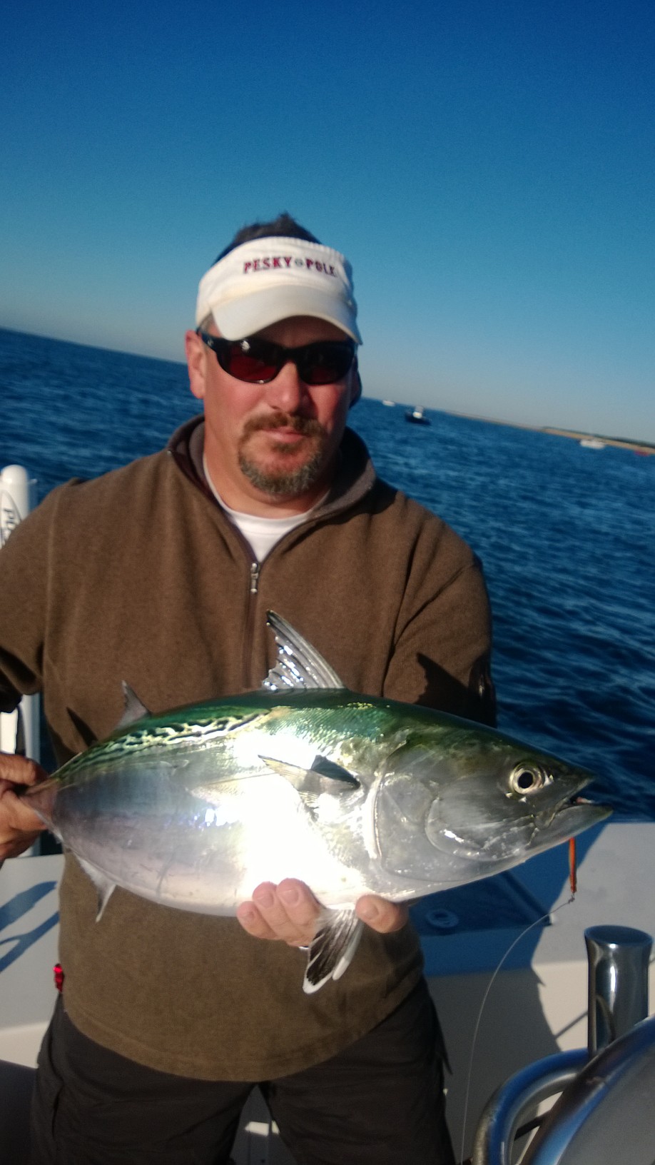 False Albacore on Umbrella Rig 