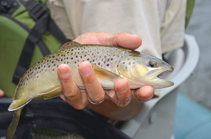 Trophy Trout on the Nantahala Bypass – Coastal Angler & The Angler