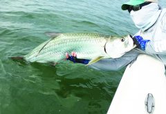 If the water conditions stay fairly warm, Baby tarpon may be one of the species anglers can expect at Canaveral this month.