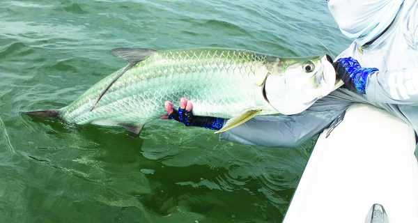 If the water conditions stay fairly warm, Baby tarpon may be one of the species anglers can expect at Canaveral this month.