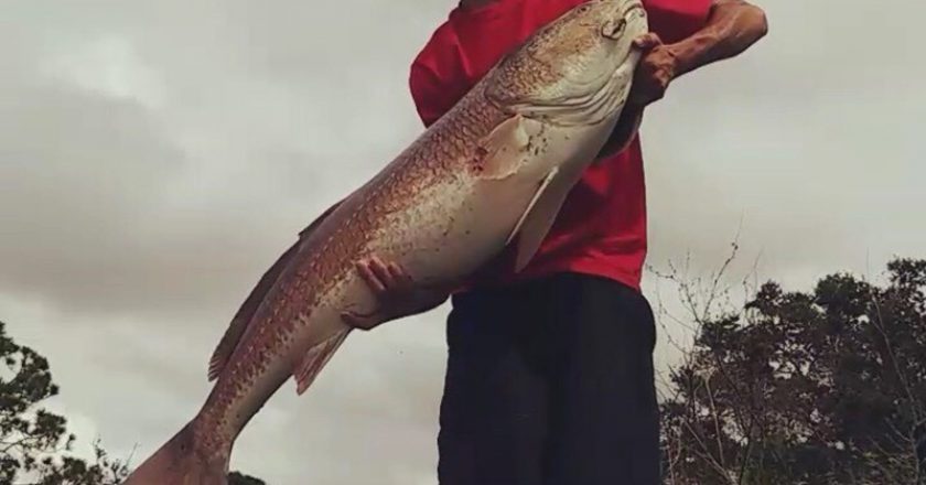 Mikey Argryoudis with his personal best a 47 inch redfish caught near Pine Island FL