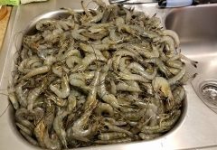 Mikell Barnett from Palatka threw his purple net and took home a bucket of whites.