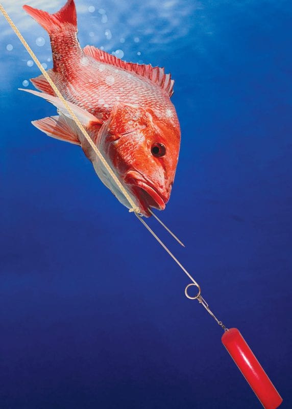 Red Snapper Season Returning to the Atlantic? Coastal Angler & The