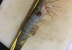 Brad Helms catches the jumbo white shrimp in Mosquito Lagoon heading South.