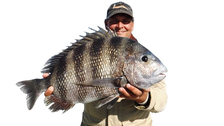 How To Catch SHEEPSHEAD  Toadfish Inshore Fishing 