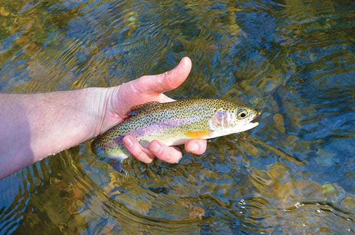 Trout of All Kinds on the West Fork of the Pigeon River - Coastal Angler &  The Angler Magazine