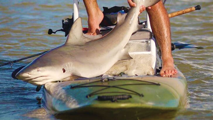 a 5-foot bull shark from a sup? coastal angler & the