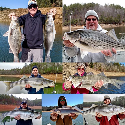 Smallmouth bass - the other western North Carolina fish