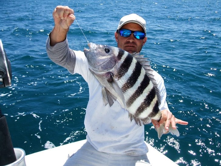 Sheepshead Feeding Frenzy Coastal Angler & The Angler Magazine