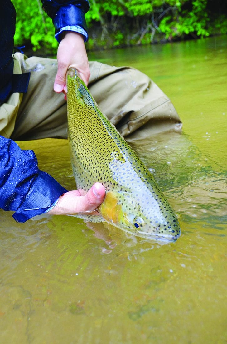 Fly Fishing the Lower Saluda River in Columbia, SC