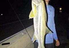 Matt Enke w/ a 30” snook, quickly released