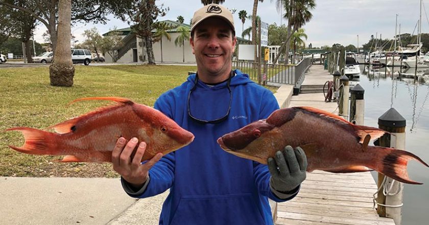 Mike Horner caught a couple nice Hogfish, hook & line using shrimp 10 miles offshore Sarasota.