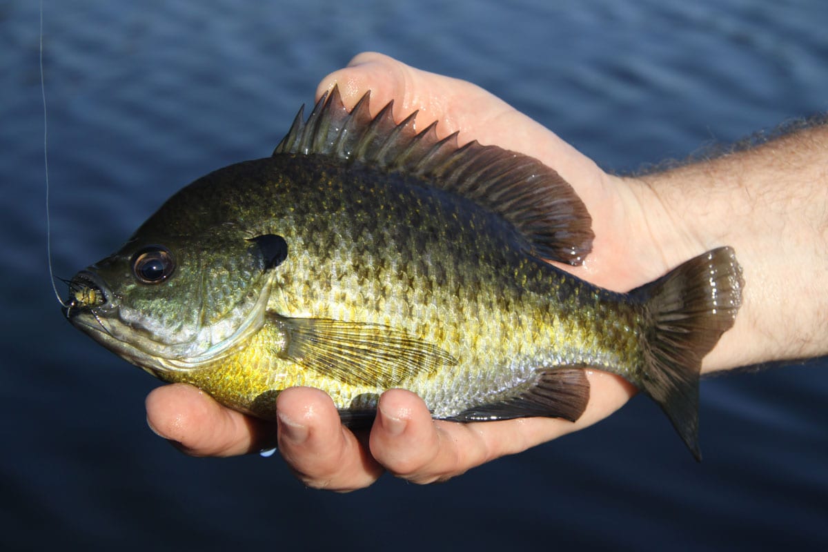 Bluegill Fever Fishy Freshwater Popular Panfish Palestine