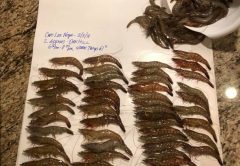 Scott Michelle Adams converted their knowledge of the river to shrimp in Oak Hill, FL.