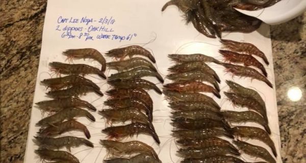 Scott Michelle Adams converted their knowledge of the river to shrimp in Oak Hill, FL.