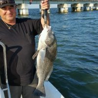 This was a nice big Black Drum caught by Jack Boyea on a live shrimp near JJ bridge. Quickly released after the photo.