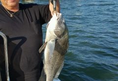 This was a nice big Black Drum caught by Jack Boyea on a live shrimp near JJ bridge. Quickly released after the photo.