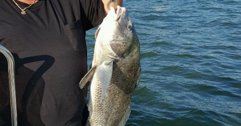 This was a nice big Black Drum caught by Jack Boyea on a live shrimp near JJ bridge. Quickly released after the photo.