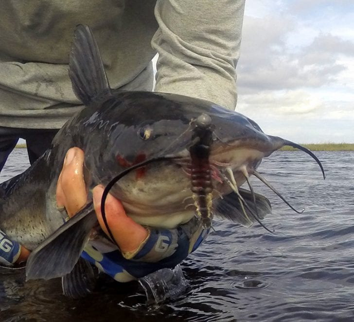 Catching Catfish on the St. Johns River Coastal Angler & The Angler