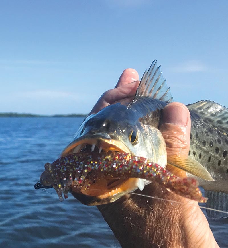 Soft Plastic Lure Colors: Top Three Picks - Texas Fish & Game Magazine