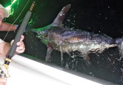 Hydroglow light and swordfish.