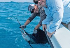 Catch and release sailfish with Capt. Orly.