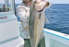 Capt. Orly with a big Miami amberjack.