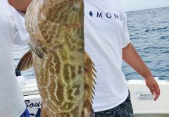 Black grouper move deep for the summer.