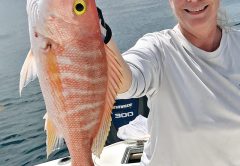 Big yellow eye snappers are snapping!