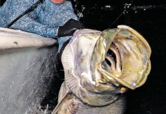 Big tarpon caught and released with Tell ‘N Tails Charters.