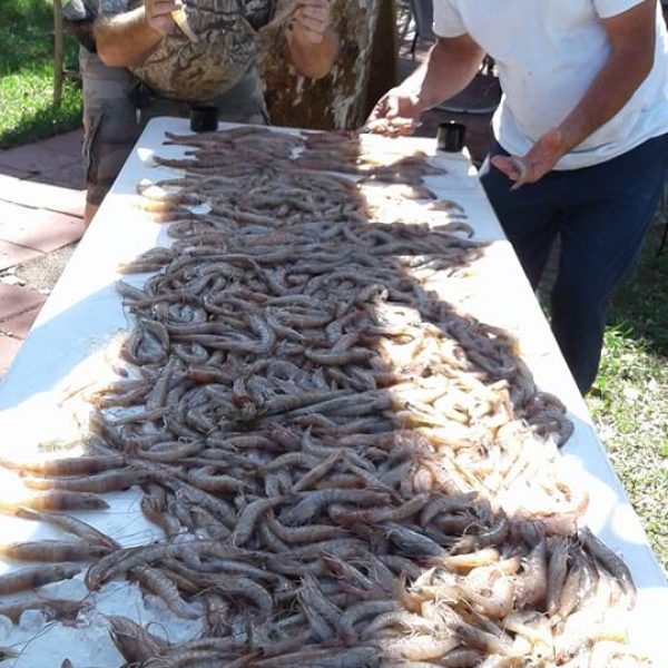 Robert Kerber from AVA, NY & Al Drake from Sanford report first full pull of the season, Edgewater Florida.