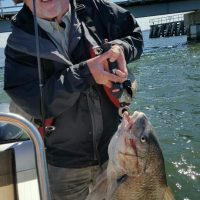 This big Black Drum was caught by Phil Williams on an artificial Shrimp near the JJ Bridge. The Drum was quickly released after this photo.