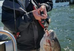 This big Black Drum was caught by Phil Williams on an artificial Shrimp near the JJ Bridge. The Drum was quickly released after this photo.