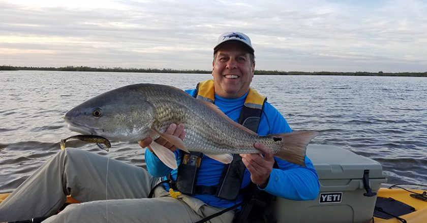 Redfish are always welcome bycatch when seatrout fishing with soft plastics on a Local Lines charter trip.