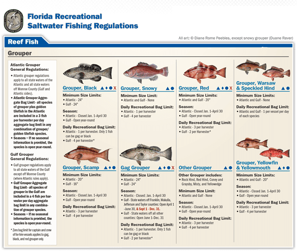 FWC Update: Grouper and Atlantic Hogfish Seasons Re-Open May 1 - Coastal  Angler & The Angler Magazine