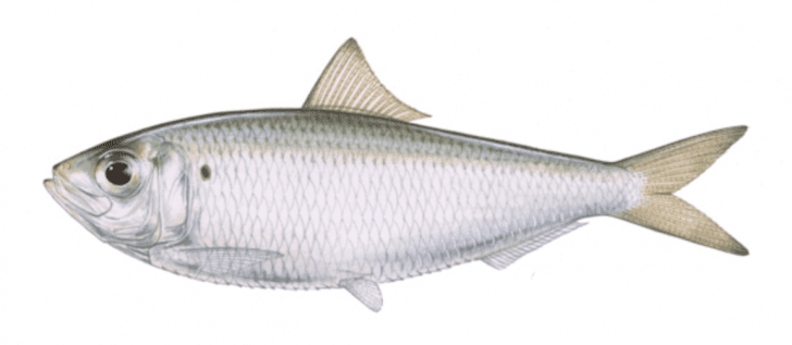 Best Saltwater Fishing Chum (For Whitebait, Pinfish, & Greenbacks)