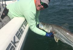 Captain Jim Ross landed this big snook on a live bait fish and 6/0 VMC circle hook.