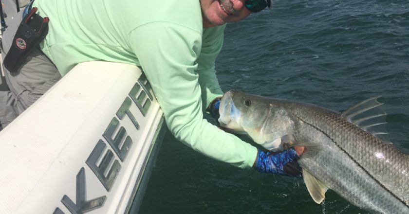 Captain Jim Ross landed this big snook on a live bait fish and 6/0 VMC circle hook.